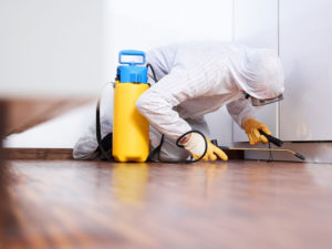 Texas Mold Removal & Remediation