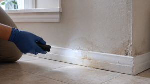 Checking a damp baseboard for signs of mold after a water leak